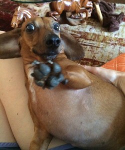 Barbara and Dachshound